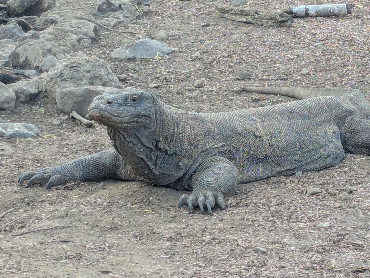 Wild Komodo dragon up close on Rinca Island, Komodo National Park